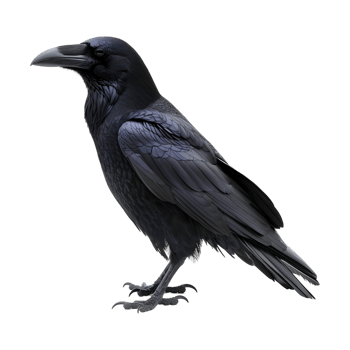 Black Crow on Transparent background png