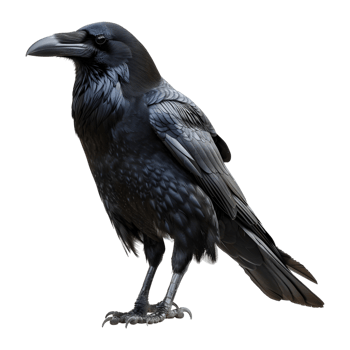 Black Crow on Transparent background png