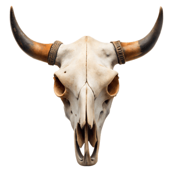Bull Skull With Large Horns on Transparent Background png