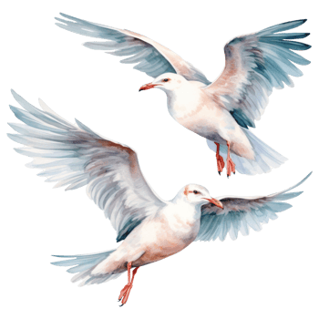 Seagull Isolated Detailed Watercolor Hand Drawn Painting Illustration png