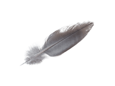 Black feather isolated on transparent background. File png
