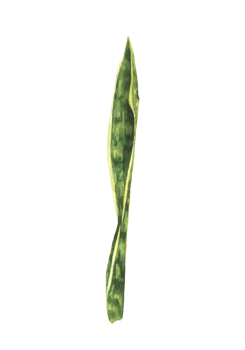 Tropical leaf, snake plant, house plants, Sanseviera foliage. Watercolor hand drawn illustration Green living plant, exotic home greenery for sticker, card logo print png