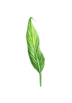 Tropical leaf, anthurium, flowers, jungle plants. House plants leave, exotic tropical foliage. Clipart for print Watercolor hand drawn illustration background png