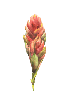 Tropical bromeliad flower, home plant. House plants exotic red bromeliaceae bud with leaf, iungle tropical floral Clipart. Watercolor hand drawn illustration for printing. png