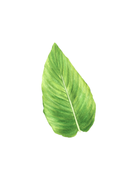 Tropical leaf, anthurium, flowers, jungle plants. House plants leave, exotic tropical foliage. Clipart for print Watercolor hand drawn illustration background png