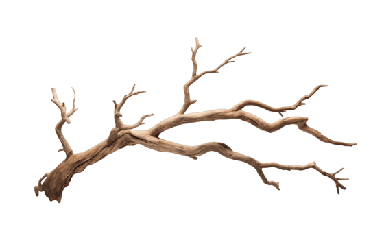 Dry tree branch isolated on transparent background png