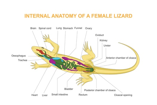 Internal anatomy of a female lizard.Reptilia. vector