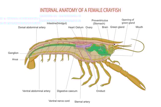 Internal anatomy of caryfish. Animal morphology. vector