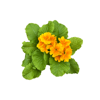 Yellow primrose flowers with leaves home plant isolated object, early spring green floral plant, clipping path selective focus, decorative element for design, home decor concept png