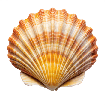 Detailed Close-Up of a Scallop Shell With Natural Orange Hues Against a Transparent Background png
