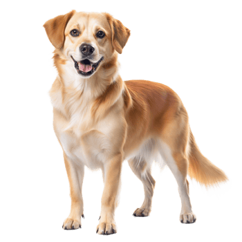 Happy Golden Retriever Dog Standing Against a Transparent Background png