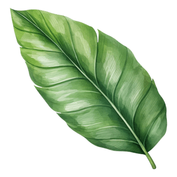 Banana Leaf Isolated Detailed Watercolor Hand Drawn Painting Illustration png