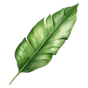Banana Leaf Isolated Detailed Watercolor Hand Drawn Painting Illustration png