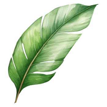 Banana Leaf Isolated Detailed Watercolor Hand Drawn Painting Illustration png