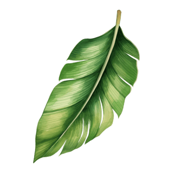 Banana Leaf Isolated Detailed Watercolor Hand Drawn Painting Illustration png
