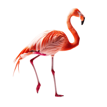 Flamingo on isolated transparent background png