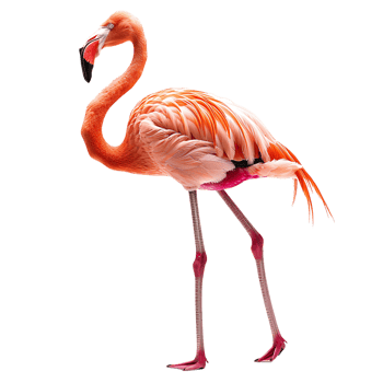 Flamingo on isolated transparent background png