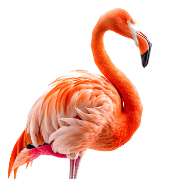 Flamingo on isolated transparent background png