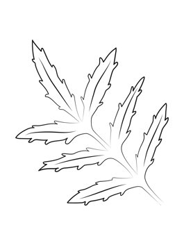 Marigold Leaves Contour png