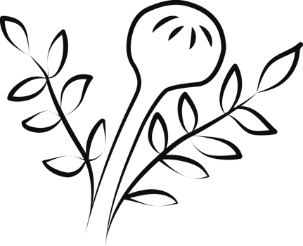 Marigold Bud and Leaves Contour png