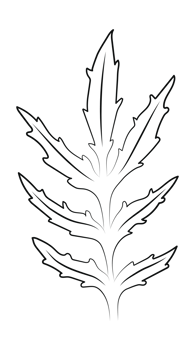 Marigold Leaves Outline png