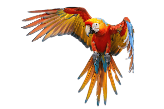 Colorful macaws flying in the tropical forest png