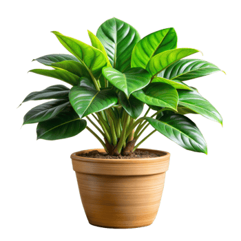 Green leaves of a potted plant against a clean white background png