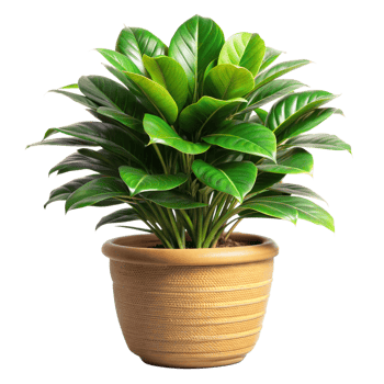 A vibrant Ficus elastica, or rubber plant, in a terracotta pot png