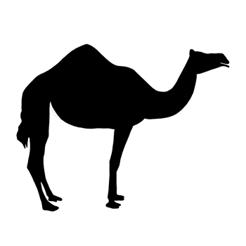 Black Camel Drawing - Camel Clip Art - Camel Illustration png