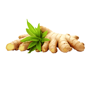 AI-Generated ginger root on transparent background png