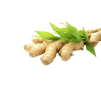 AI-Generated ginger root on transparent background png