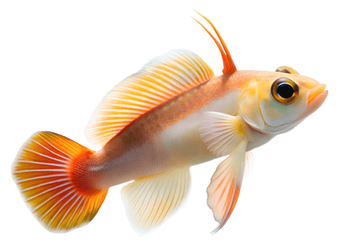 Elegant fire goby isolated on transparent background. png
