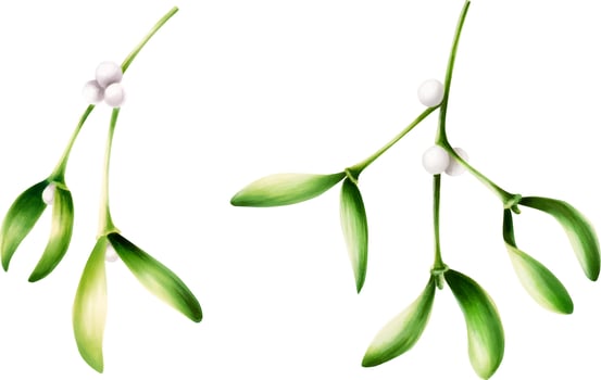 Watercolor set of christmas green mistletoes. New year botanical illustration of kissing symbol isolated on white background. For designers, decoration, shop, for postcards, wrapping pape vector