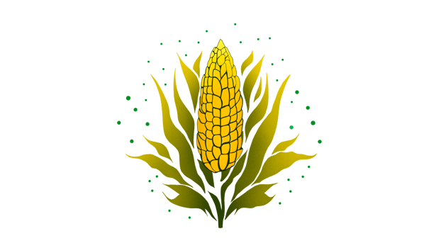 Fresh corn on the cob, Cartoon kernels maize. Green corncob with leaf, ear golden corn, grain sweetcorn, cob vegetable plant, white seed popcorn, Ear of corn png
