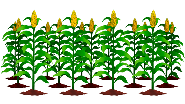 Green corn plants on a field, A field of corn, Corn grows in field, Harvest agricultural plant, Food product. Farmer farm, Vegetable garden cultivation, summer field landscape, agricultural growth png
