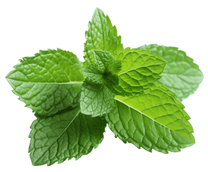 Isolated Fresh Mint Leaves on transparent background Aromatic Herb with Medicinal Qualities for Healthy Cooking and Natural Freshness in Nature png