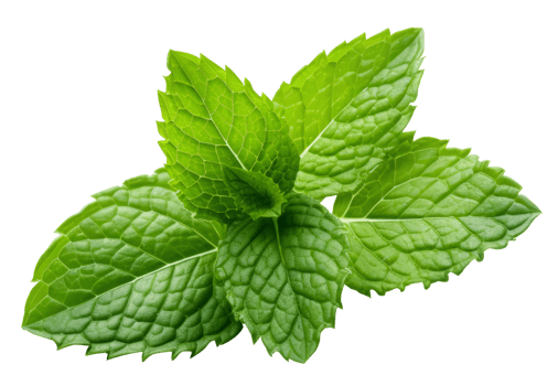 Isolated Fresh Mint Leaves on transparent background Aromatic Herb with Medicinal Qualities for Healthy Cooking and Natural Freshness in Nature png