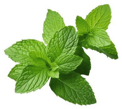 Isolated Fresh Mint Leaves on transparent background Aromatic Herb with Medicinal Qualities for Healthy Cooking and Natural Freshness in Nature png