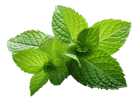 Isolated Fresh Mint Leaves on transparent background Aromatic Herb with Medicinal Qualities for Healthy Cooking and Natural Freshness in Nature png