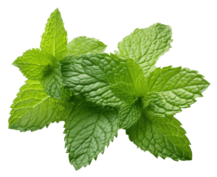 Isolated Fresh Mint Leaves on transparent background Aromatic Herb with Medicinal Qualities for Healthy Cooking and Natural Freshness in Nature png
