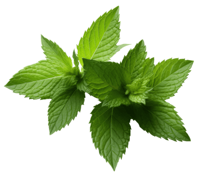 Isolated Fresh Mint Leaves on transparent background Aromatic Herb with Medicinal Qualities for Healthy Cooking and Natural Freshness in Nature png
