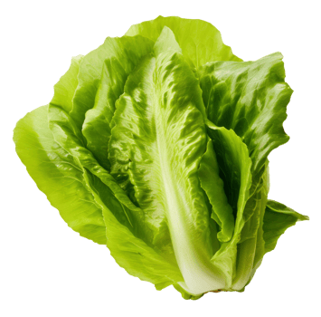lettuce isolated on transparent background png