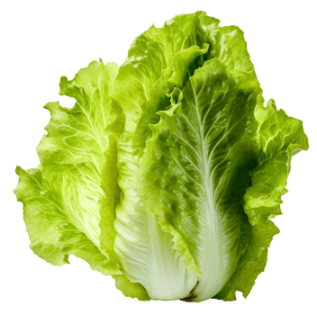 lettuce isolated on transparent background png