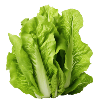 lettuce isolated on transparent background png