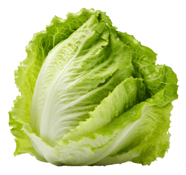 lettuce isolated on transparent background png