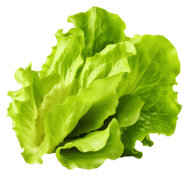 lettuce isolated on transparent background png