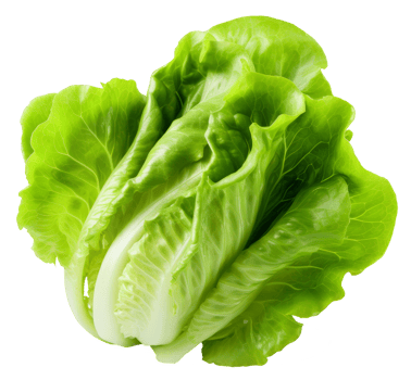 lettuce isolated on transparent background png