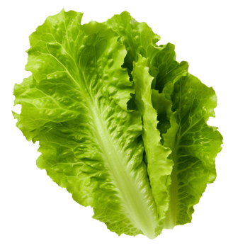 lettuce isolated on transparent background png