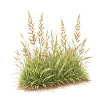 grass clipart transparent background png