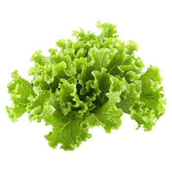 3D Rendering of a Green Lettuce on Transparent Background png